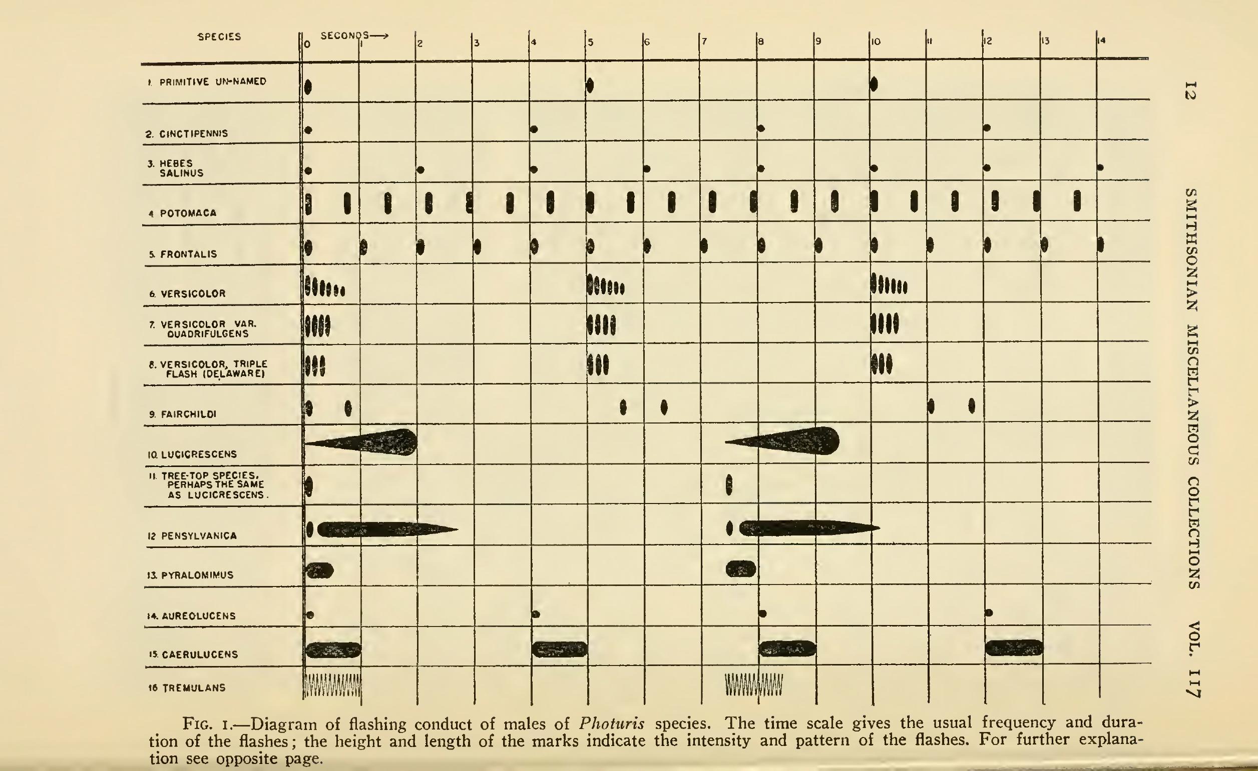 Tableau de 16 lignes, une ligne par espèce, avec un dessin des motifs de clignotement de chaque espèce